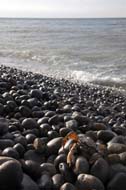 A crab on a stony beach, Sheringham